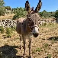 Photo de profil de Nora V.
